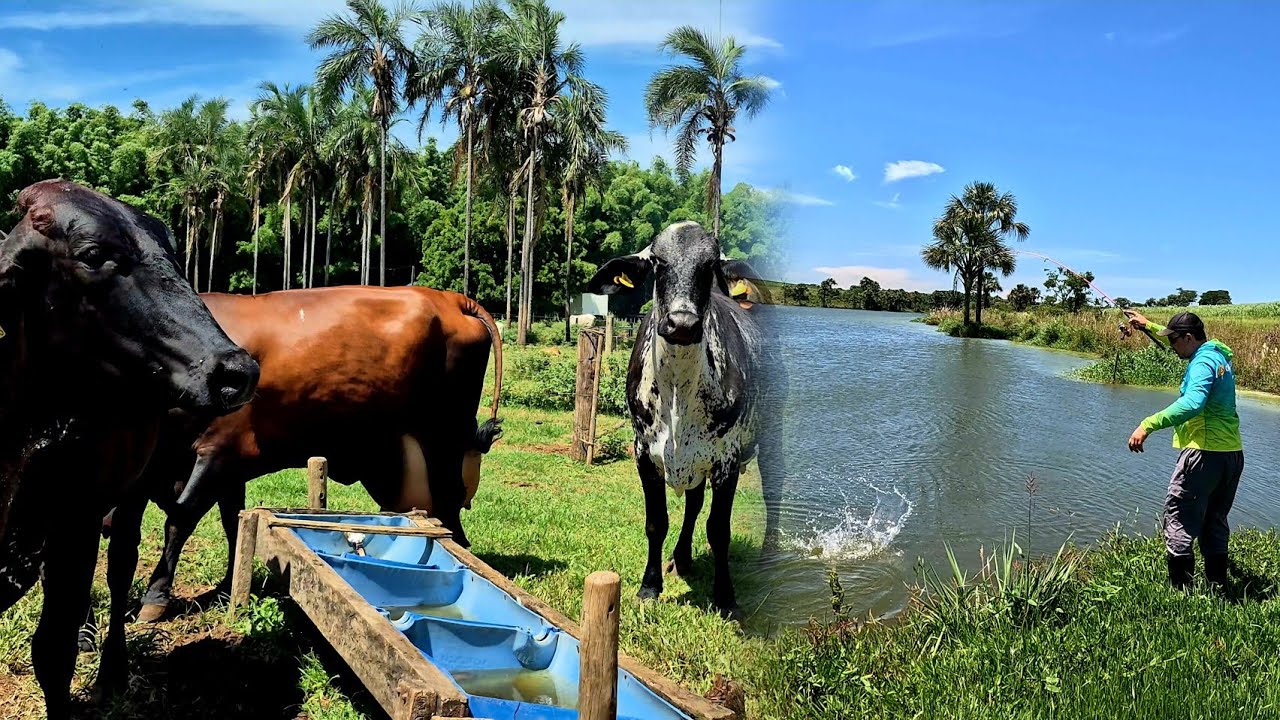 Conhecendo uma nova FAZENDA, Pescaria de GIGANTES um bom dia na roça muitos animais!