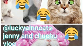 My beautifull jenny and chuchu vlog when they are in fighting mood 😂 @luckyainncats by luckyainncats 158 views 1 year ago 3 minutes, 29 seconds
