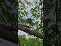 Adorable baby owl in our tree!! 😍🦉 #animals #babyowl #cute #cuteanimals #wildlife #elfowls #viral
