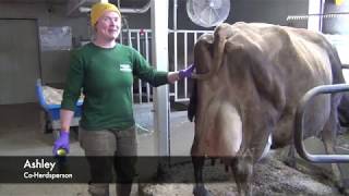 Dairy Cows Pt. 2: Milking the Cows