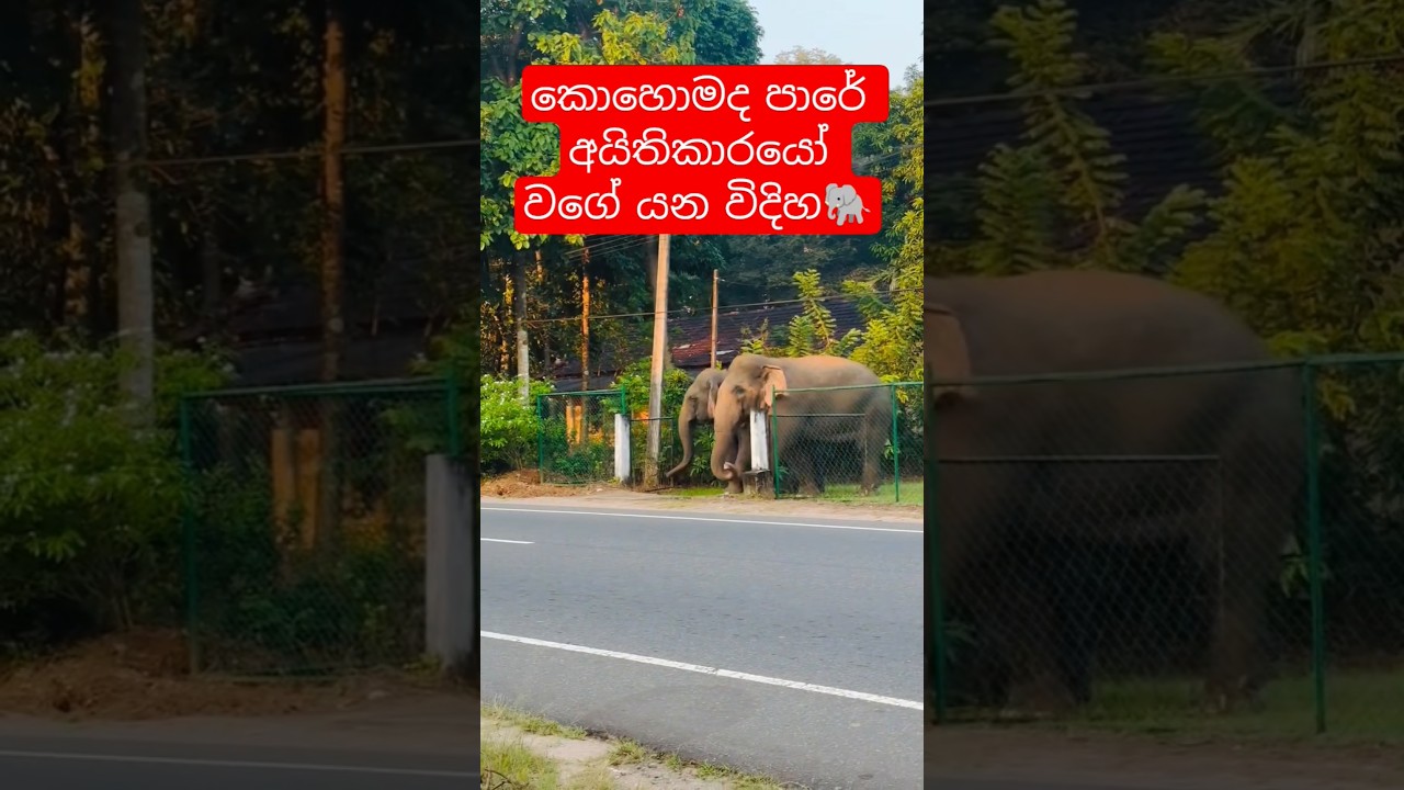 owners on the road🐘කොහොමද අයිතිකාරයෝ වගේ යන විදිහ🐘❤️#srilanka #elephant #viralvideo