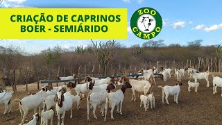 Criação de caprinos Boer  No Semiárido