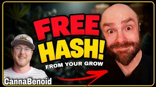 Every Cannabis Grower Watching Could Be Getting HashRosin Free