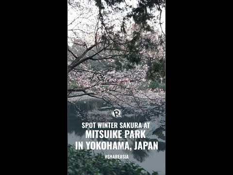 WATCH: Spot winter sakura at Mitsuike Park in Yokohama, Japan