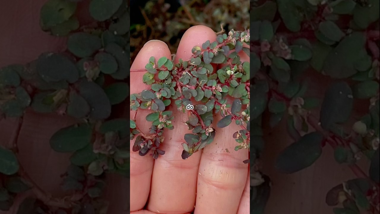 Most HATED WEED in my Garden!