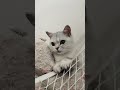 “Excuse Me… Ye Ghar Ka Malik Kaun Hai? 😂 | Funny Cat Moment”