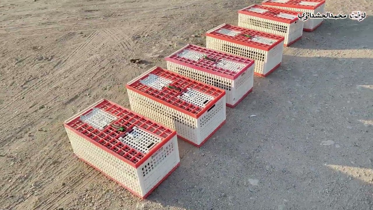 تدريب الحمام الزاجل رقم 7/8/9 /مسافه 20 كيلو 30 كيلو 