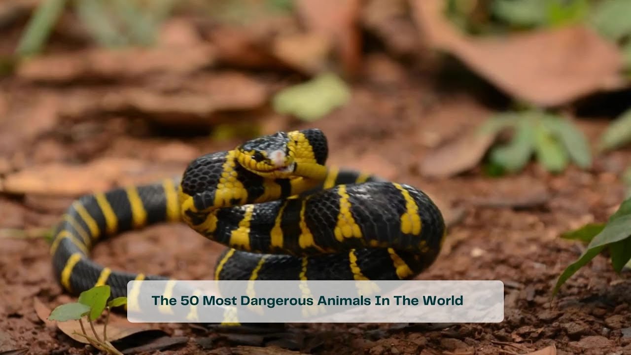 The 50 Most Dangerous Animals In The World From Bad To Worst 🐍 🦈 🐡 -  YouTube