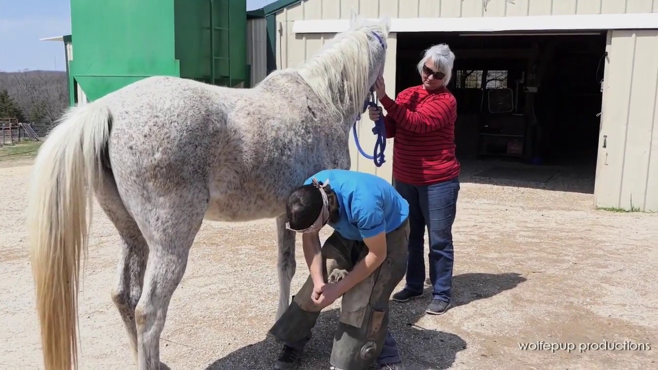 MFMN Horse Rescue and Sanctuary Adoption Jamboree