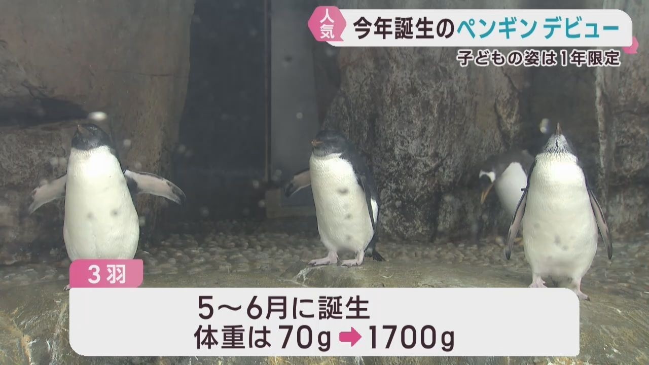 3 Southern Rockhopper Penguin Chicks Gain Popularity at Sendai