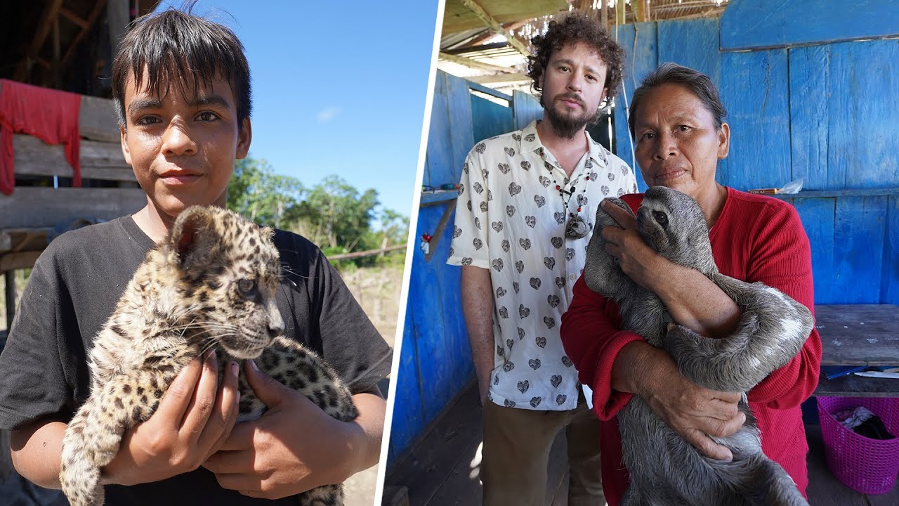 Las curiosas mascotas de la gente de la selva amazónica | ¿Cómo viven? -  YouTube