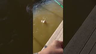 HUGE Crappie in UNDER 1 Minute!