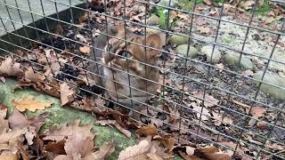 🔴The Big Cat Sanctuary LIVE: Small Cats!