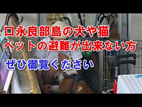 口永良部島の犬や猫・ペットの避難が出来ない方はぜひ見て下さい