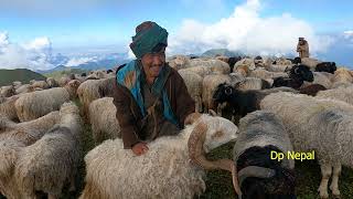 The Himalayan sheep farm amezing shepherd life style in eastren nepal himalayanside