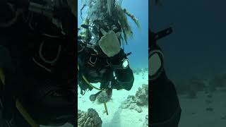 Diver Encounters Serene Blue Triggerfish in Red Sea