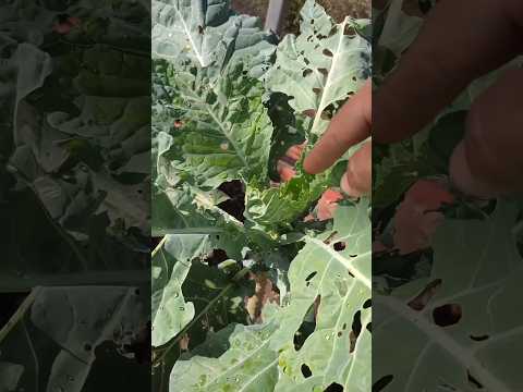 Vídeo: Buracos em folhas de plantas - informações sobre besouros de pulga