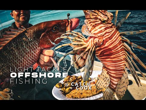 Offshore Fishing with Light Tackle Anna Maria Bottom Fishing Snapper, Groupe,  LIONFISH Catch & Cook