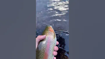 Forel Honbaliq Форель Королевский Рыба рыба Uzbekistan Russia Forel 