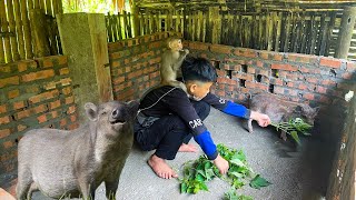 Orphan Boy - Buying Pigs to Raise, Harvesting Vegetables to Sell, Orphans Living Alone #survival