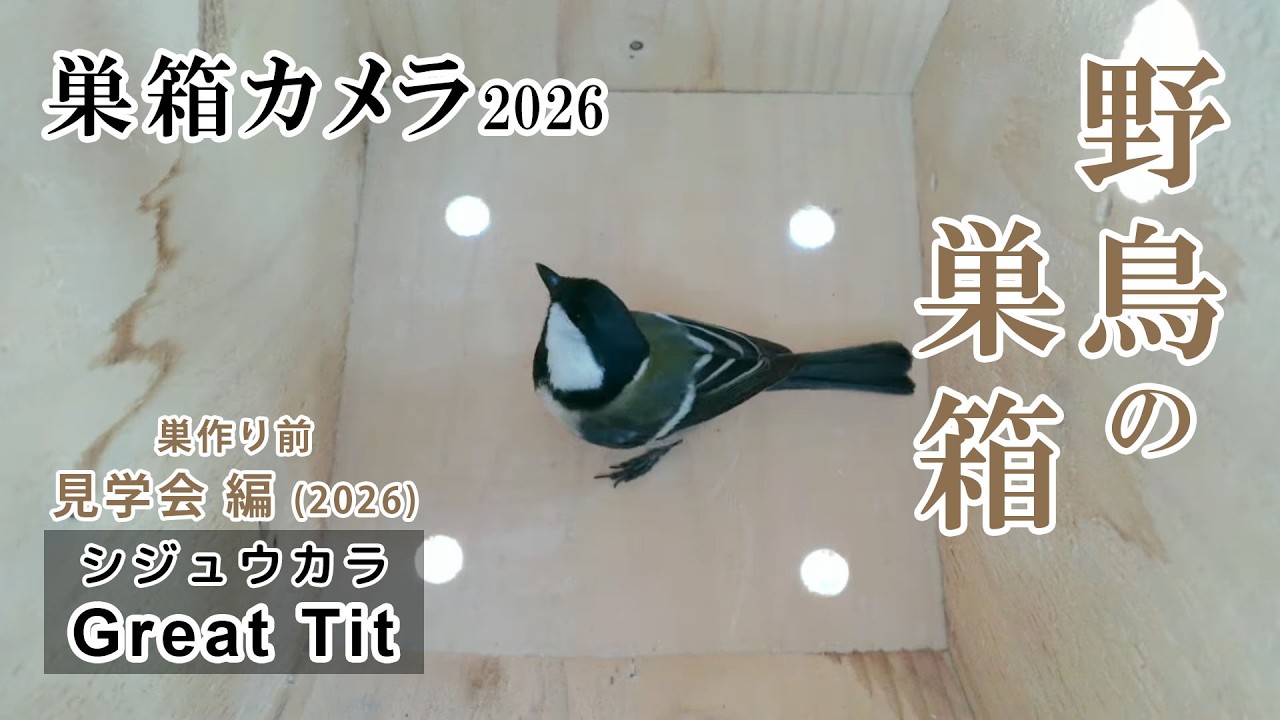 シジュウカラの巣箱(巣箱カメラ) 野鳥 Japanese tit bird nest box