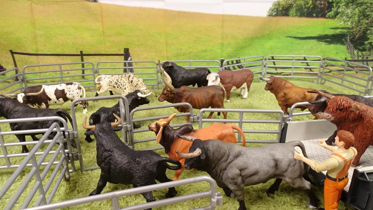 BULLS / Toro / TOURO /Toros