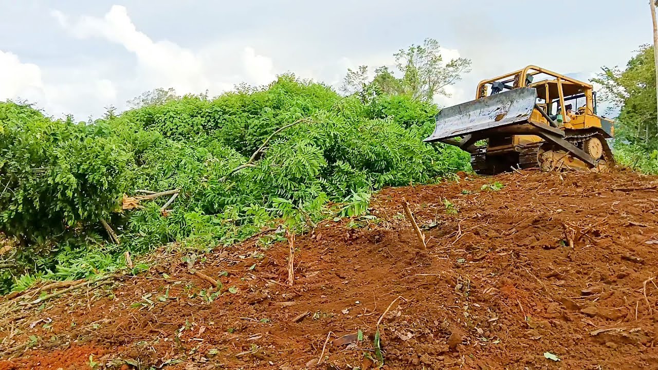 The Miracle of D6R XL Bulldozer Heavy Machine Is Working in the Forest