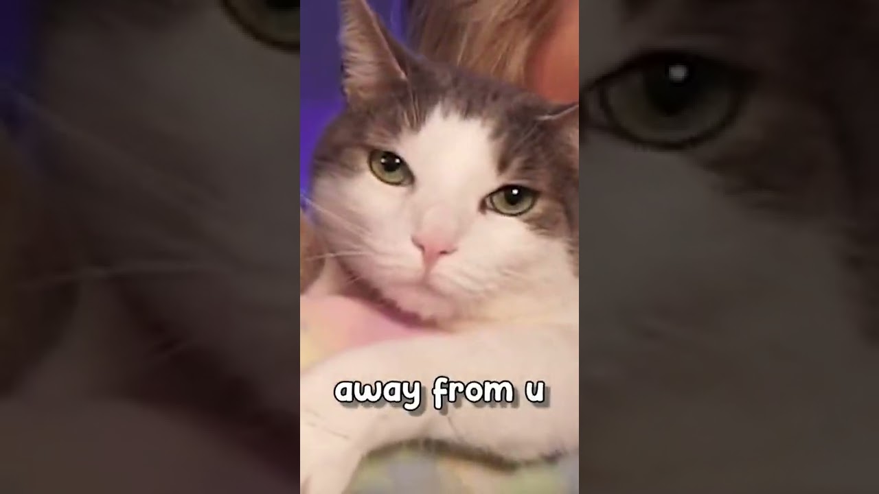 Who's That Cat? | MissClick Gaming | 