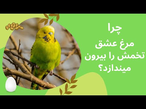 تصویری: اپراتور تولید گاز و نفت: ویژگی های این حرفه