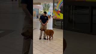 Rhodesian Ridgeback Final Training  Video