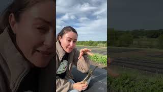 Starting seeds off right at Pure Land Farm
Starting seeds off right!
Megan Neubauer of Pure Land Farm in McKinney, Texas shares how she uses BioCoat Gold on every seed she plants.
More on BioCoat Gold: https://loom.ly/R0CcMpk
#coatwiththeGOAT Starting seeds off right at Pure Land Farm