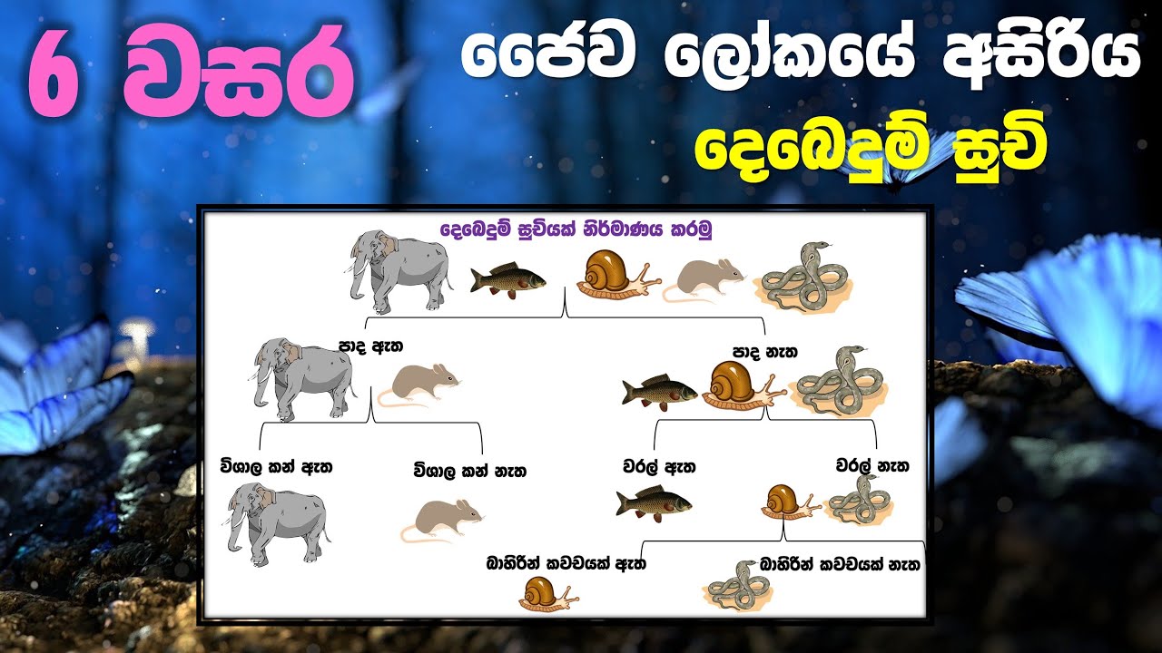 Grade 06 Science lessons in Sinhala |  Unit 01 Part 3 | 6 වසර විද්‍යාව 01 පාඩම | ජෛව ලෝකයේ අසිරිය