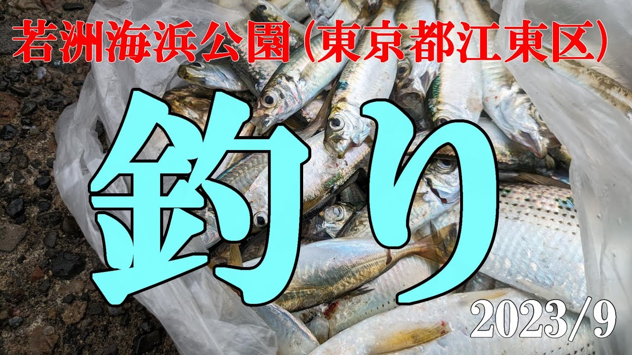 【東京都】釣り　若洲海浜公園　コノシロフィーバーでした。