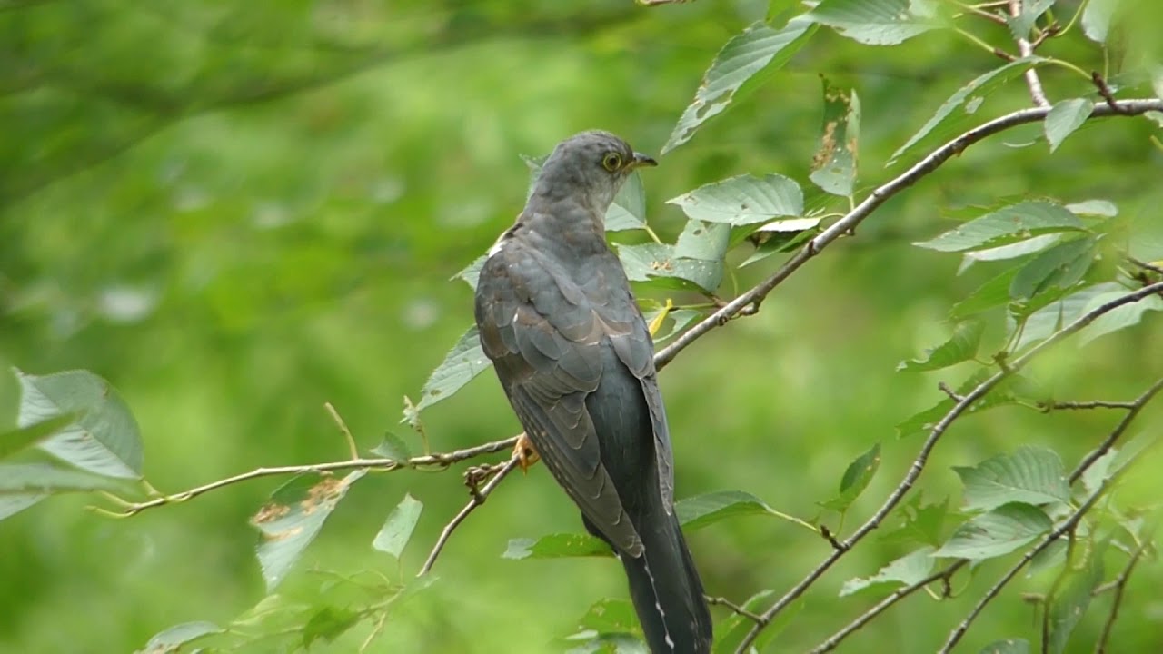 ツツドリ、ホトトギス Himalayan Cuckoo ＆ Lesser Cuckoo 