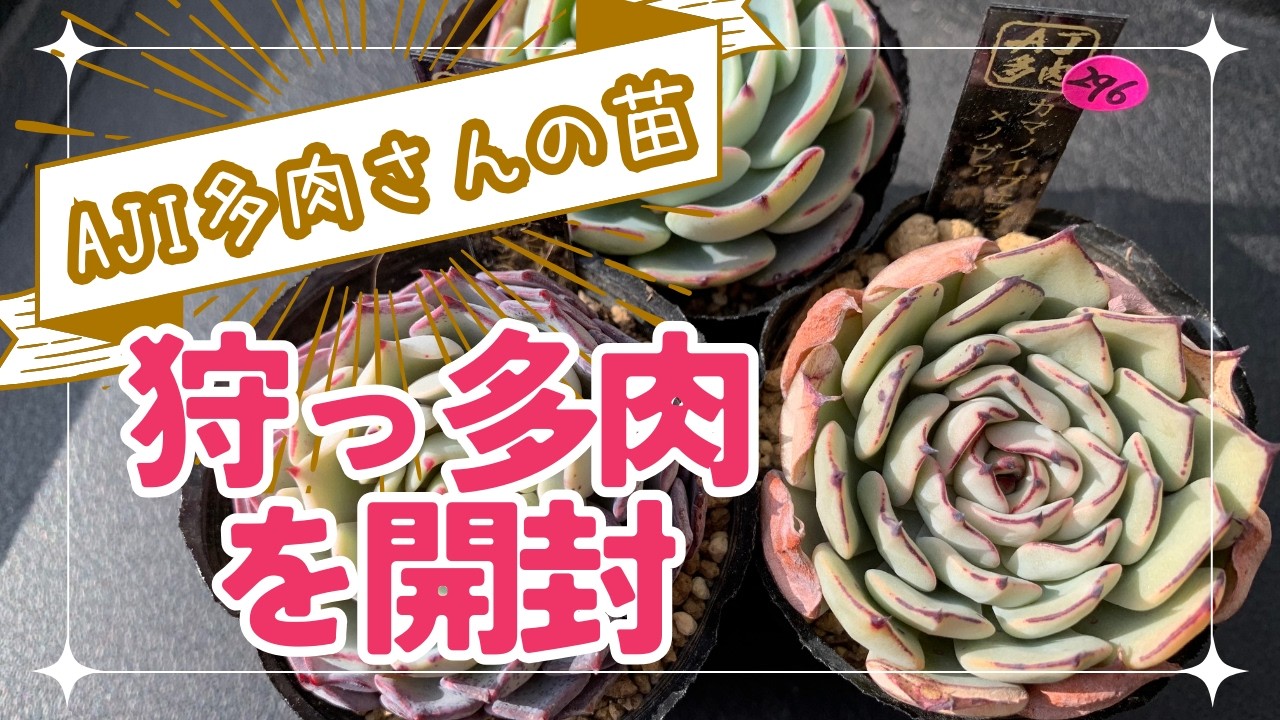 【Vlog61】◆◇◆多肉植物◆◇◆AJI多肉さんの苗を狩っ多肉!!