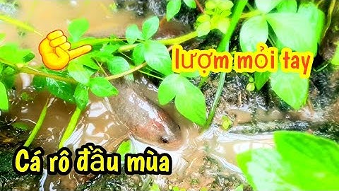 Đi lượm cá rô lên bờ sau đám mưa đầu mùa | Catch perch, snakehead fish on the field