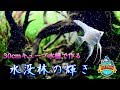 No.063 30cmキューブ水槽で作る『水没林の輝き』