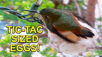 Allen’s Hummingbird Lays Some of the Smallest Eggs in the Bird World!