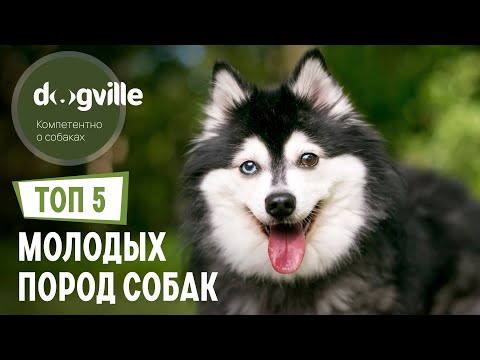 ТОП 5 Самых МОЛОДЫХ пород собак
