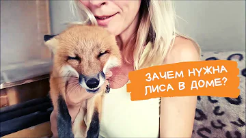Лисотерапия или зачем нужна лиса в доме