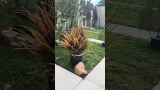 8982 Palm Tree Ln, Pembroke Pines - Video Tour