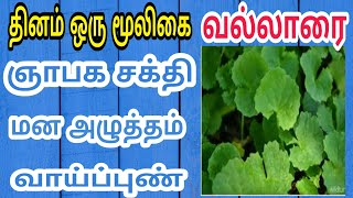 தினம் ஒரு மூலிகை வல்லாரை ஞபாக சக்தி மன அழுத்தம் வாய்ப்புன் தலை முடி பிரச்சனைகளுக்கு நிவாரணம் தரும்