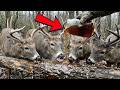The $1 Ingredient 1960s Hunters Used to Pull Bucks All Season —Big Hunting DOESN'T Want You to Know