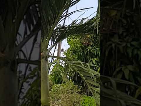 Mp3 dijamin merbuk hutan akan marah