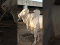 Beautiful Gulabi pink nose bull#viralvideo #viralshort #bullfarming #pakistan #unfrezzmyaccount #abc