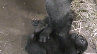 赤ちゃんゴリラキンタロウがパパの足にしがみつく💗つぶされそう【京都市動物園】