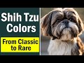 Shih Tzu Colors: Recognized Shades and Rare Variations – What's Your Preference?