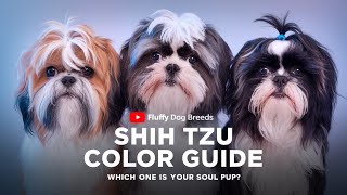 Shih Tzu Colors: From Classic to Rare – What's Your Favorite?