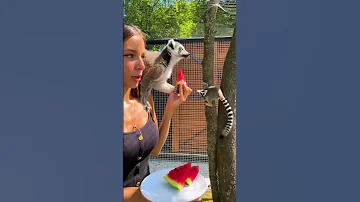 Лемур Марго открывает сезон арбузов 😽