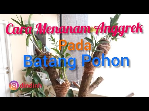 Video: Untuk apa batang pohon digunakan?